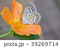 蜜を吸うモンシロチョウ 39269714