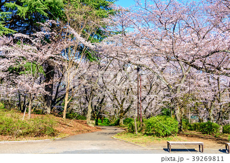 三ツ沢公園の桜 横浜市神奈川区 三ツ沢公園 の写真素材