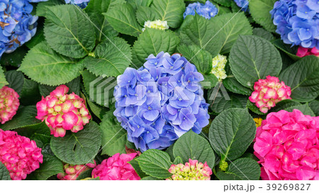 Blue and pink hydrangea flower in a garden. 39269827