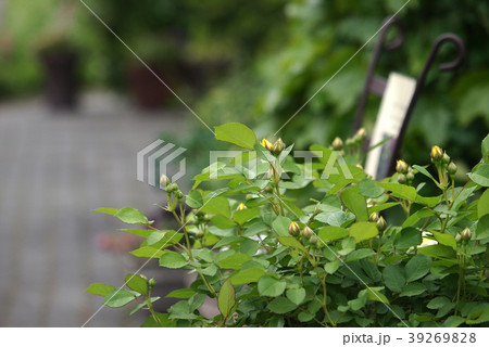 コンテナガーデン　バラ 39269828