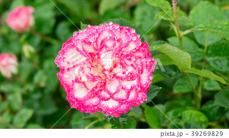 Droplet on a pink roses flower in the garden. 39269829