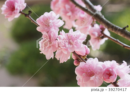 花桃 照手姫 花桃 照手姫 39270417