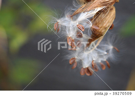 トウワタの種 トウワタの種 39270509