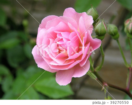 初夏を告げる元気なバラ１３ 39270550