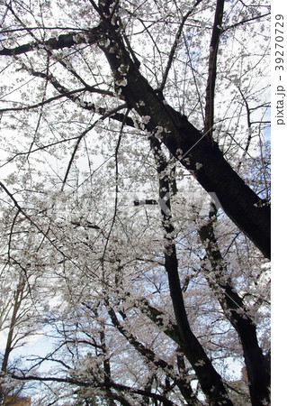 満開の桜 39270729
