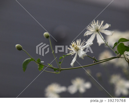 クレマチスの花 39270768