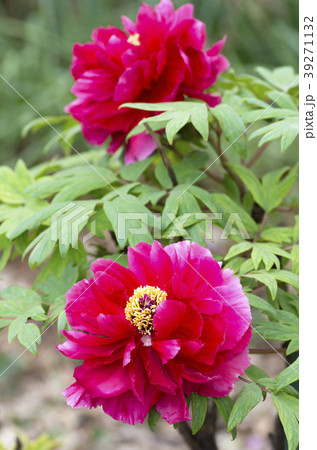 ぼたん ぼたん 39271132