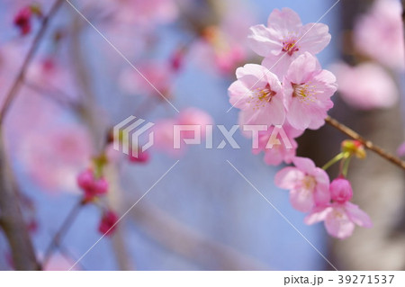 可愛い桜のフレーム集２の写真素材