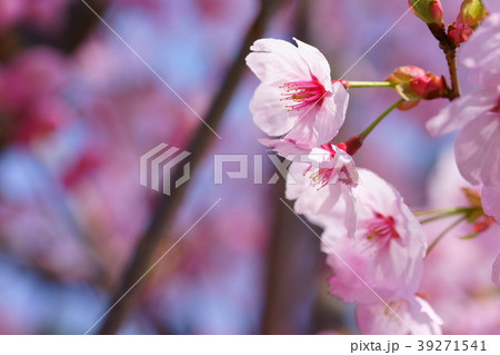 可愛い桜のフレーム集７ 39271541