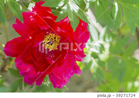 ぼたん ぼたん 39271724