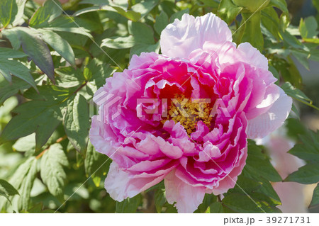 ぼたん ぼたん 39271731