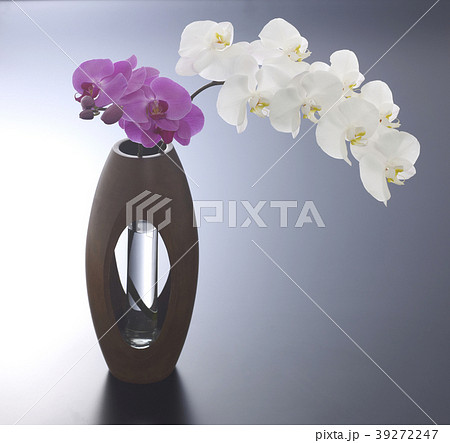 胡蝶蘭 39272247