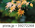 雨の実光院の紅葉 39272268