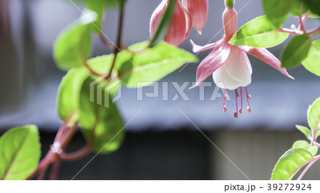 春日 春の日 春 39272924