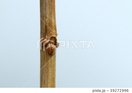 自然　植物　ナンキンハゼ、冬芽と葉痕。垂れ枝で天地が逆。左右の突起は托葉が変化したものだそうです 39272996
