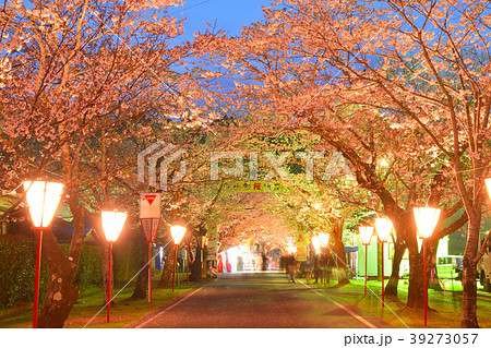 母智丘公園の夜桜 39273057