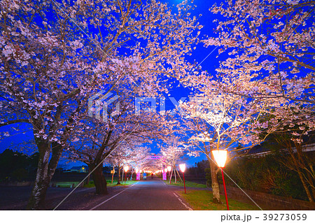 母智丘公園の夜桜 39273059