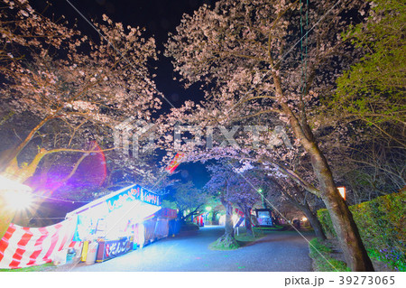 母智丘公園の夜桜 39273065