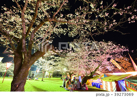 母智丘公園の夜桜 39273069
