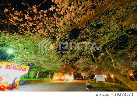 母智丘公園の夜桜 39273071