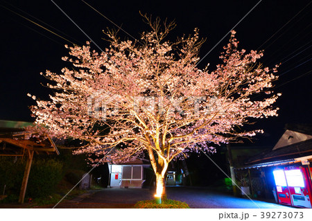 母智丘公園の夜桜 39273073