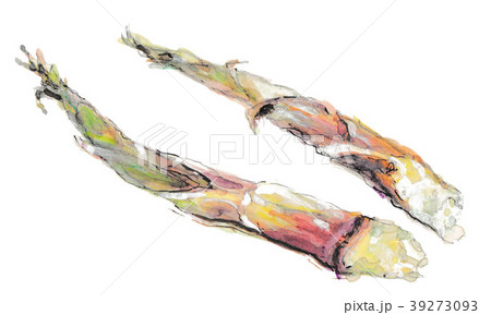 ネマガリタケ 39273093