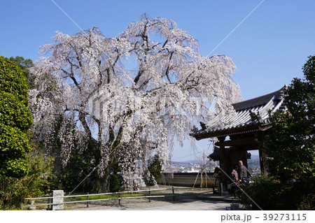津山市城東にある「千光寺」:満開の枝垂れ桜 津山市城東にある「千光寺」:満開の枝垂れ桜 39273115