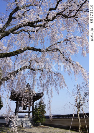 津山市城東にある「千光寺」:満開の枝垂れ桜 津山市城東にある「千光寺」:満開の枝垂れ桜 39273116