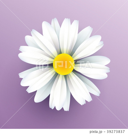 Realistic vector. Paper Daisy flower. Realistic vector. Paper Daisy flower. 39273837