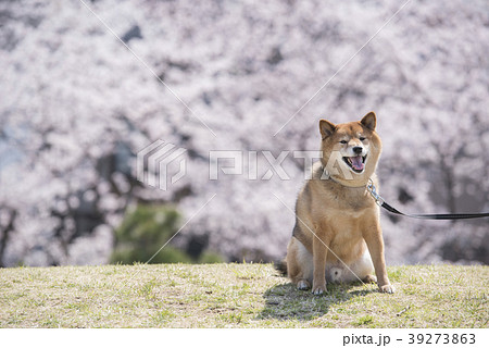 満開の桜背景の笑顔の柴犬 カメラ目線の写真素材