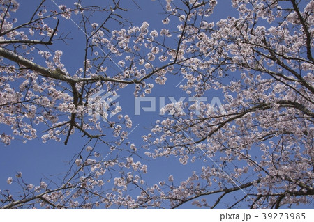 桜(千葉県茂原市) 桜(千葉県茂原市) 39273985