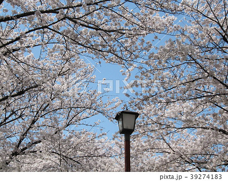 桜満開 39274183