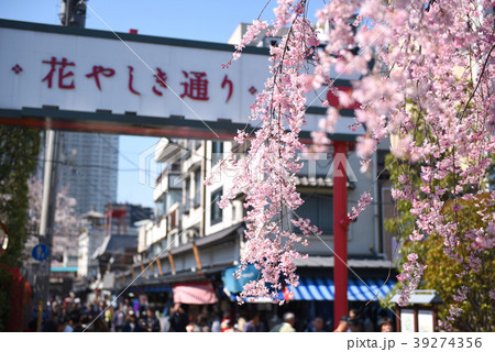 桜咲く花屋敷通りの写真素材