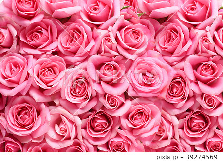 ピンクの薔薇の背景素材の写真素材