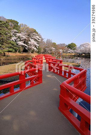 春爛漫の岩槻公園 39274986