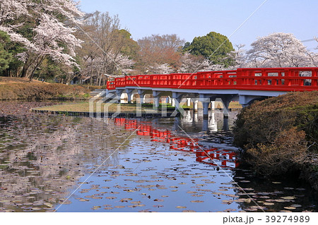 春爛漫の岩槻公園 39274989