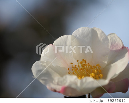 さざんか 39275012