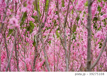 果樹園の桃の花７ 39275108