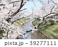 新境堤の桜並木 39277111