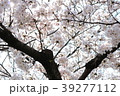 光に包まれる桜 39277112