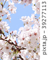 桜と青空 39277113