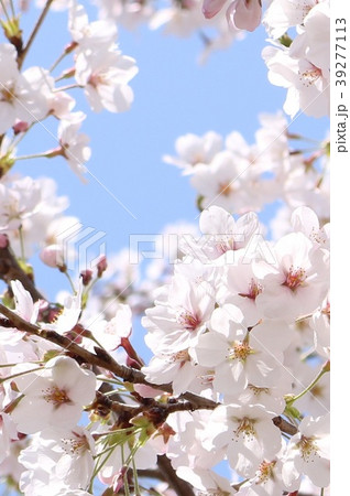 桜と青空 39277113
