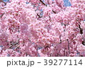 八重桜 39277114