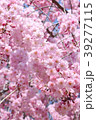 八重桜 39277115