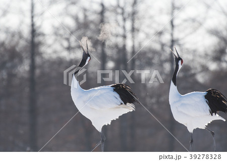 タンチョウ　鳴き合い　鶴居村 39278328