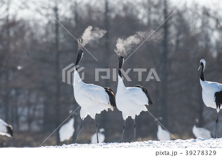 タンチョウ　鳴き合い　鶴居村 39278329