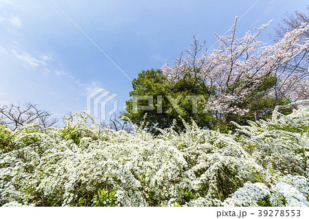 春 雪柳 桜 春 雪柳 桜 39278553