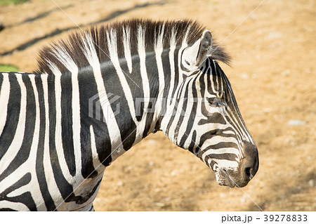 シマウマ 39278833