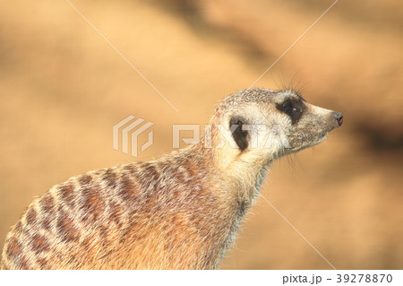 ミーアキャット ミーアキャット 39278870