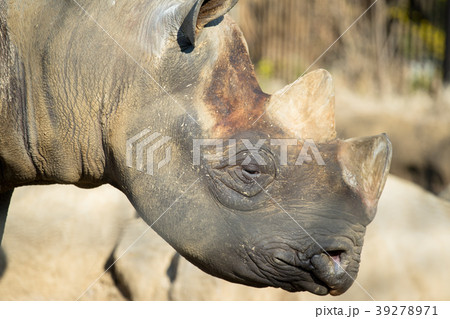 ヒガシクロサイ 39278971